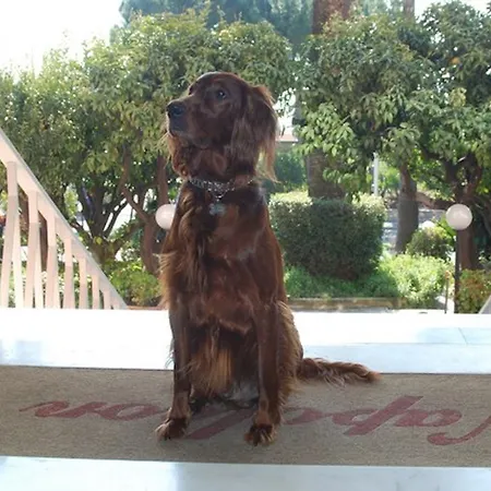 Napoleon 3* Sanremo